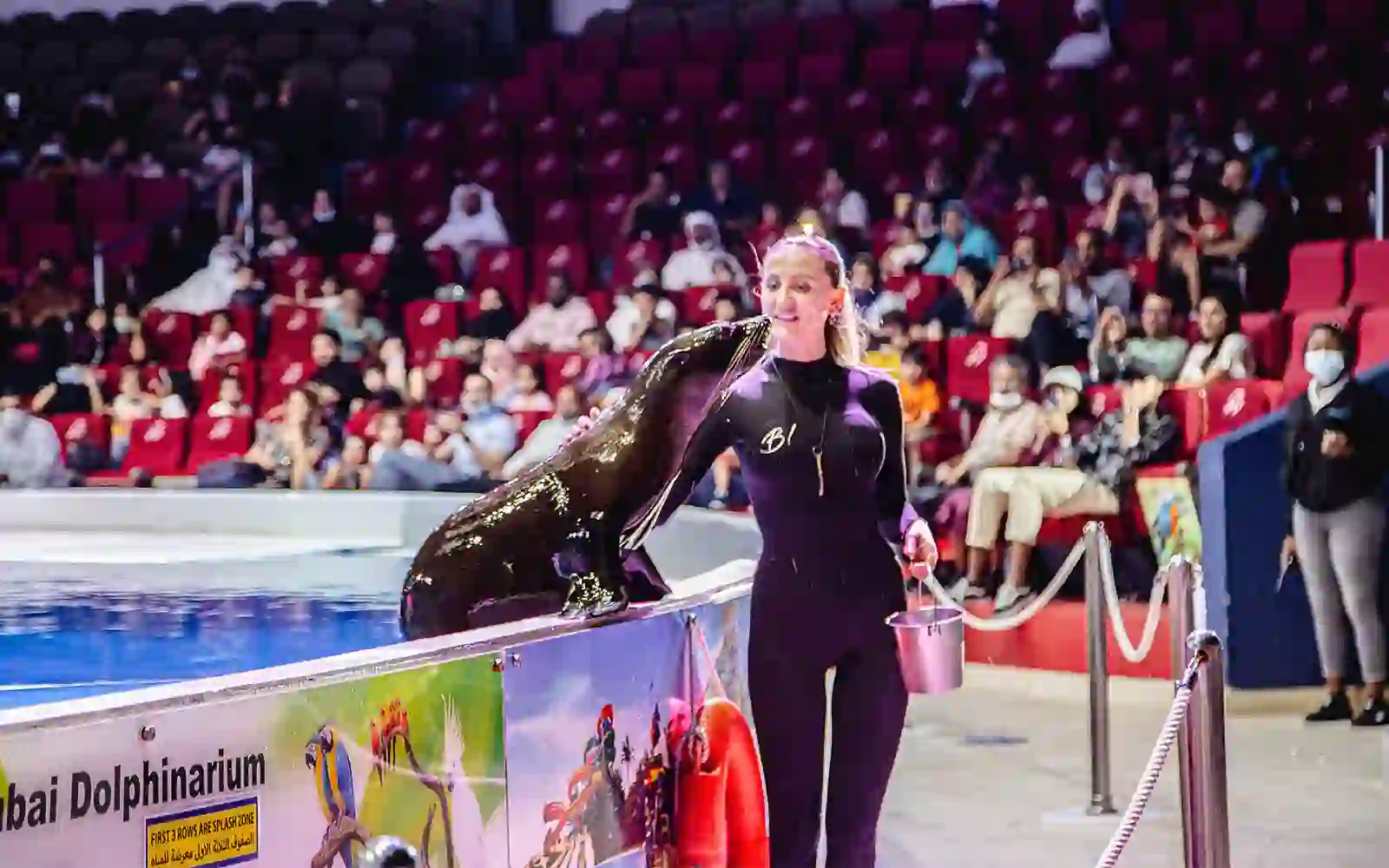 Dolphin and Seal Show REGULAR