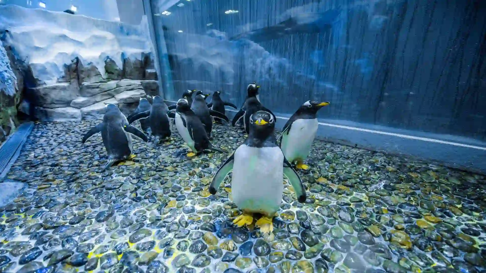 Dubai Aquarium with Penguin Cove
