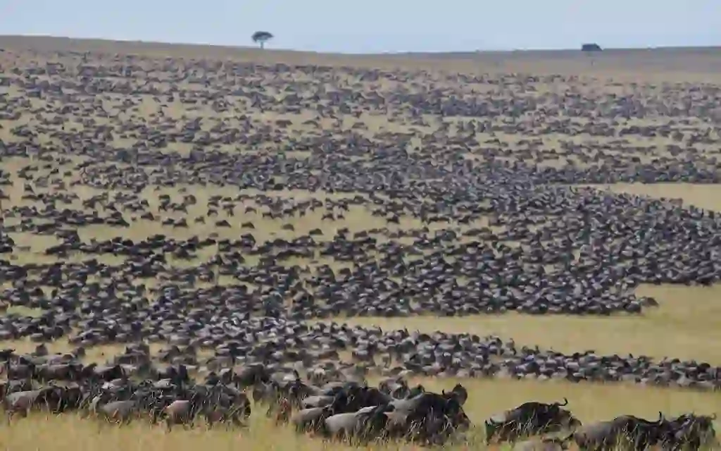 The Great Wildebeest Migration Safari Package
